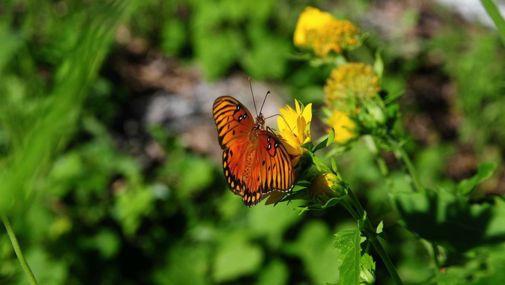 butterfly, nature, wildlife, flower, wings, pollinate
