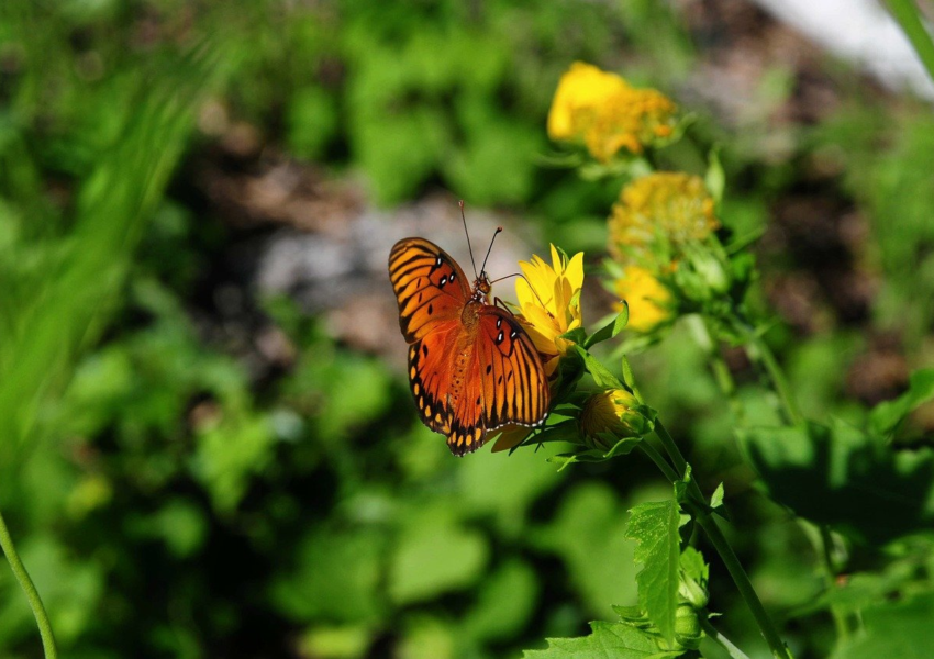 butterfly, nature, wildlife, flower, wings, pollinate