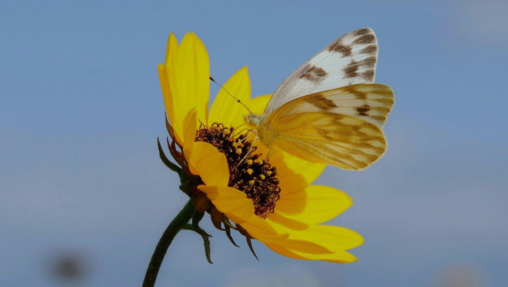 butterfly, nature, insect, wildlife, flower, bloom