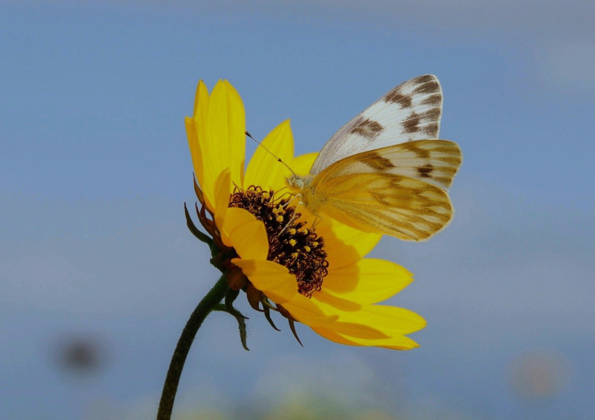 butterfly, nature, insect, wildlife, flower, bloom