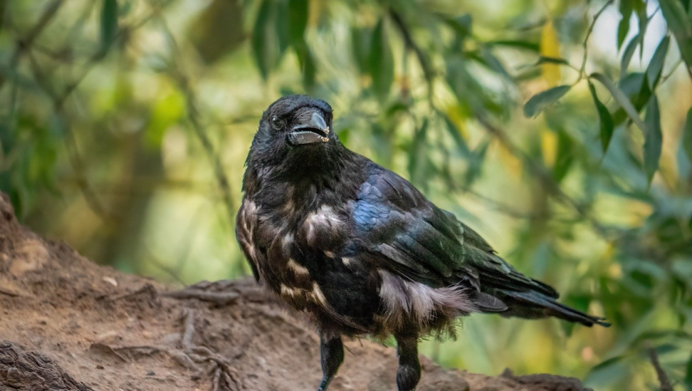 crow, nature, bird, animal, wildlife, black, plumage, fauna, summer, beak, feathers