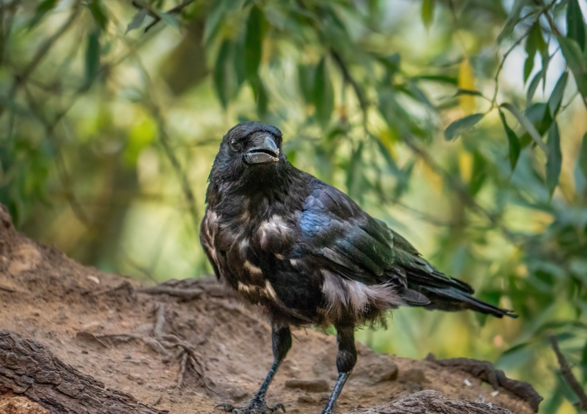 crow, nature, bird, animal, wildlife, black, plumage, fauna, summer, beak, feathers